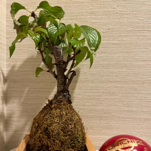 ڈے 424 | سرد دھوپ میں صبر | اُبھرتی کلیاں اور جاتی ہوئی کائی | آساہی‌یاما ساکورا اور سیریسا | ٹوکیو →