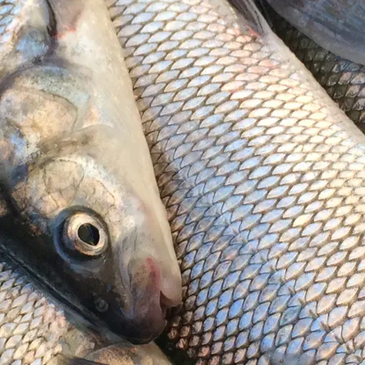 War impacts Wisconsin farmers, Whitefish reductions, Milwaukee gun owner safety summit