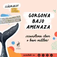 Temporada 16 - Gorgona Bajo Amenaza