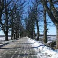 Дубовые аллеи: гордость и национальное достояние