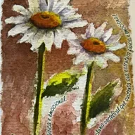 Camomila Romana 