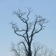 Bk. 1, Pt. 3, Ch. 17: Decimation of Uvaróv's Calvary