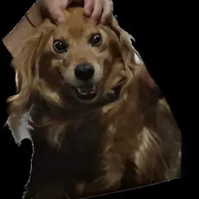 Cederik