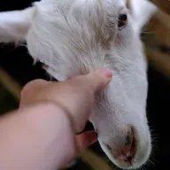 Teia da Vida: a saúde única como futuro no cuidado integral