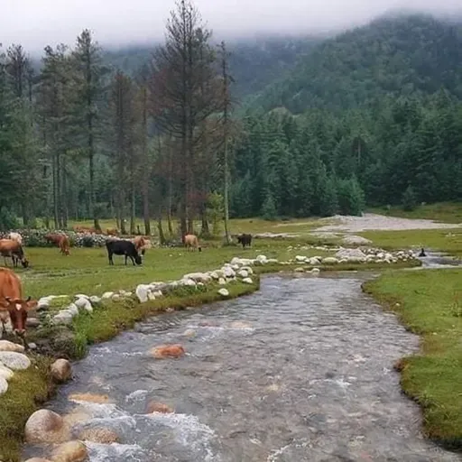 Artículo 16 de la Constitución del Ecuador