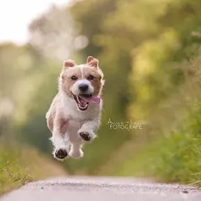 music and dogs
