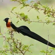 Paradise-Whydah