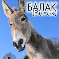 40. Балак — Бемидбар (Числа) 22:2-25:9