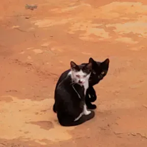 Melhores Músicas
