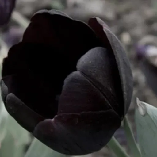 El tulipán negro de Alejandro Dumas