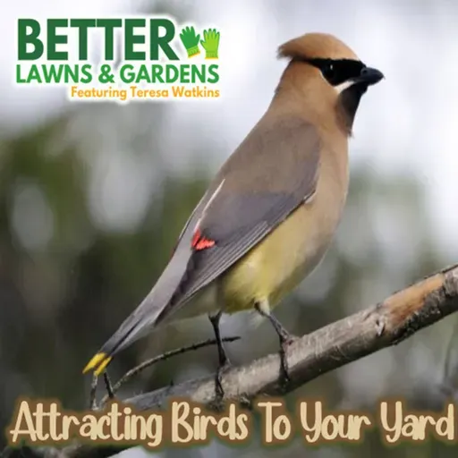 S2 Ep401: Better Lawns and Gardens - Hour 1 Attracting Birds to Your Yard November 15, 2025