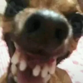 Caipira bps
