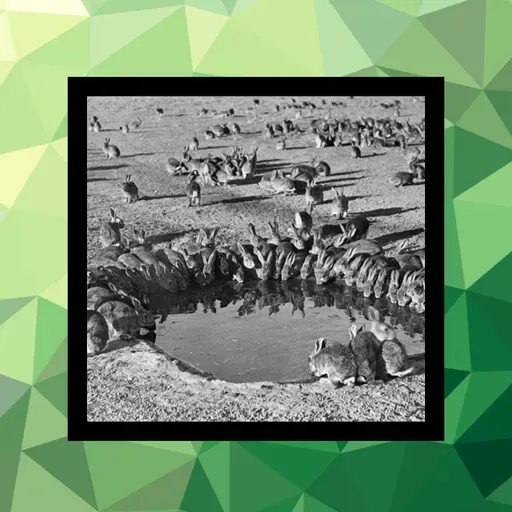 147 - Australia contra los conejos