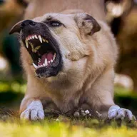 O que pode piorar a agressividade dos pets e como prevenir