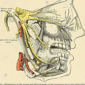 ASTROCITOS