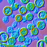 Contact tracing the Hantavirus