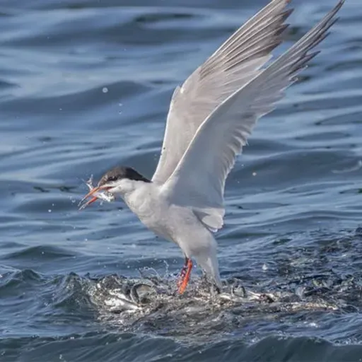 How Terns Read the Water