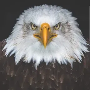 EAGLE ACADEMY OF CENTRAL TN
