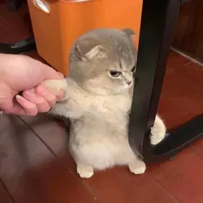 Meow Meow