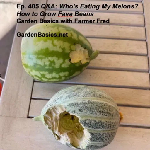 405 Q&A: Who's Eating My Melons? Growing Fava Beans.
