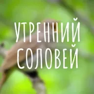 Утренний Соловей 36 выпуск