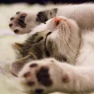 Os gatos e suas datas especiais: amor ou preconceito?