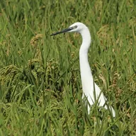 AVA-Asaja denuncia las prácticas irregulares de algunas cadenas de supermercados con los precios del arroz