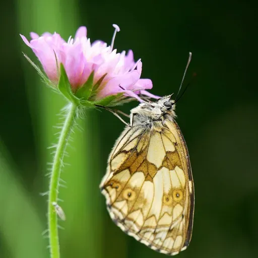 Mariposas dormidas - Manuela Pradas Gallardo