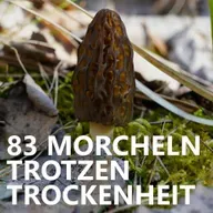 #83 Morcheln trotzen Trockenheit