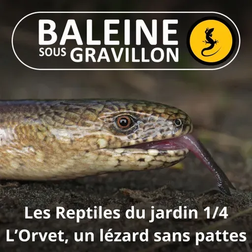 BEST OF D'ÉTÉ #05 Les Reptiles du jardin 1/4 : L'Orvet, un lézard sans pattes (Ludivine Delamare)