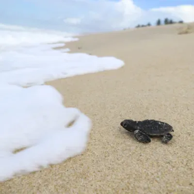 A Parábola da Tartaruga
