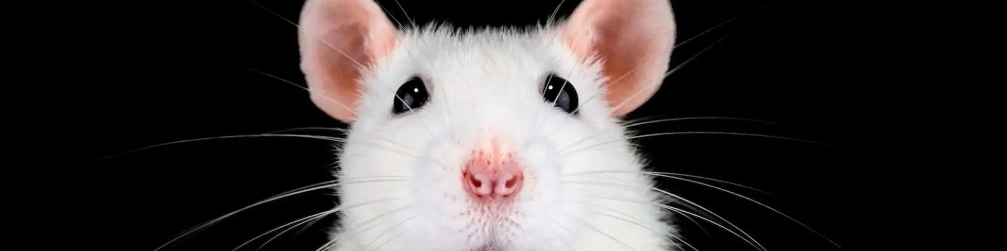 RatFM