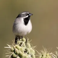 What Do Desert Birds Drink?