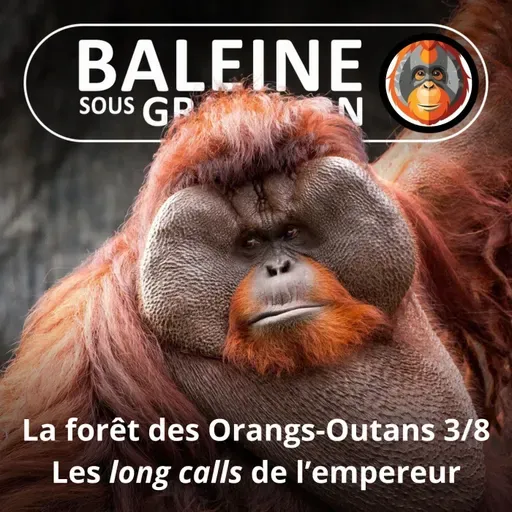 S07E115 Les Orangs-Outans 3/8 : L'empereur, un crooner à face de lune (Emmanuelle Grundmann)