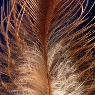 Wie sind die Vogelfedern entstanden?