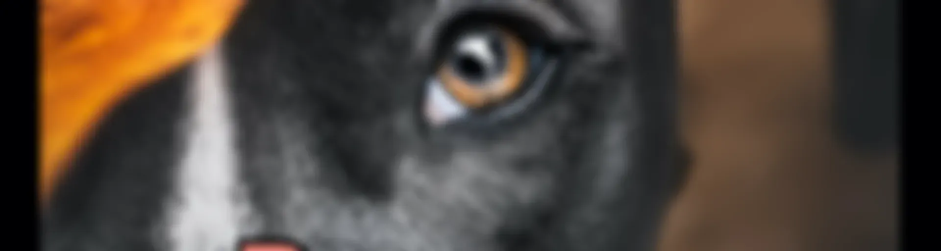 Dognergy - aus dem Alltag einer Mehrhundehalterin