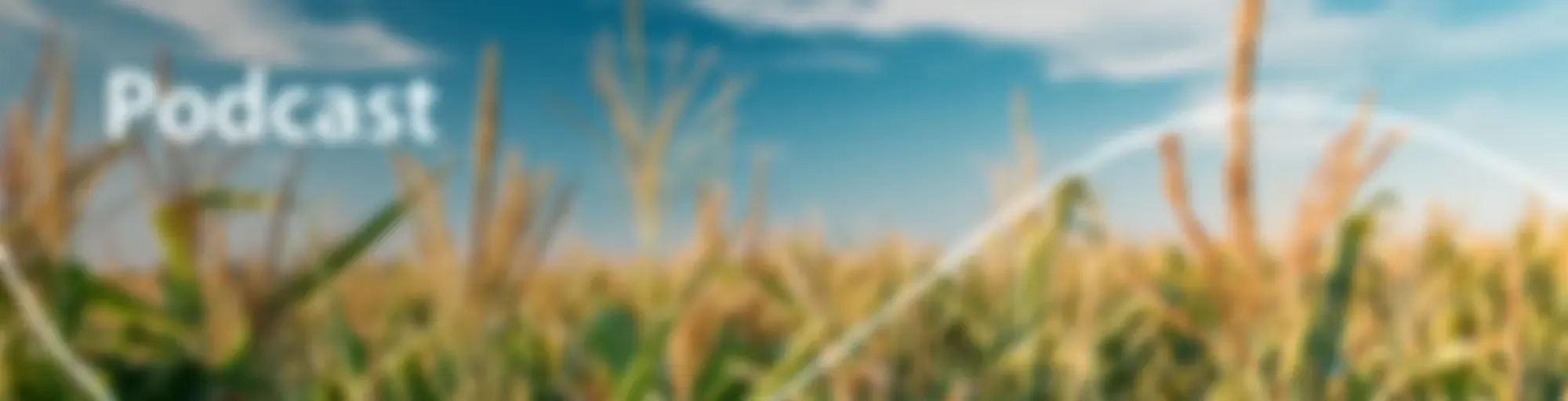 Foco no Agronegócio - Pesquisa Setorial