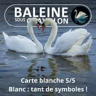 S05E125 Carte blanche 5/5 : Le blanc dans la culture, le signe du cygne