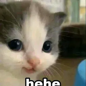 Kitty radio