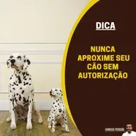 Nunca se aproxime de um cão sem permissão