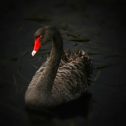 A lógica que contradiz todas as lógicas