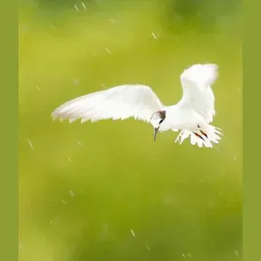 Chroma Nature Ακούστε Ζωντανά