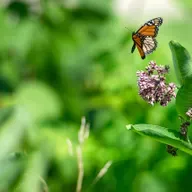 Endangered species protections, Involuntary commitments, Eau Claire war veteran