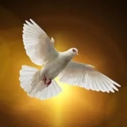 8º dia da Novena ao Espirito Santo - O Dom do Amor