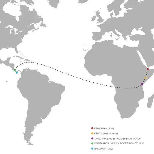 106 透过商业本质看巴拿马瑰夏，欢迎来到真实世界！