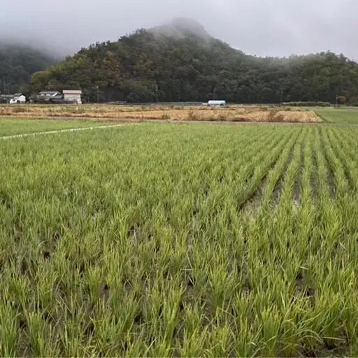 朝ラン4℃。まだまだあった人生初とビックリした蘖(孫生え・ひこばえ)田んぼと爆笑学生落語。#1671 from Radiotalk