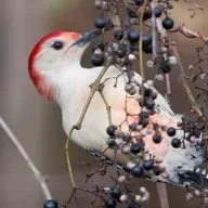 Finding the Links Between Plants and Birds