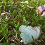 Cap21.6 Razão versus loucura