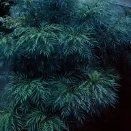 EP#191：皆さんの写真見せてください！