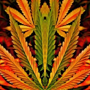 Reggae Vibes Radio FM